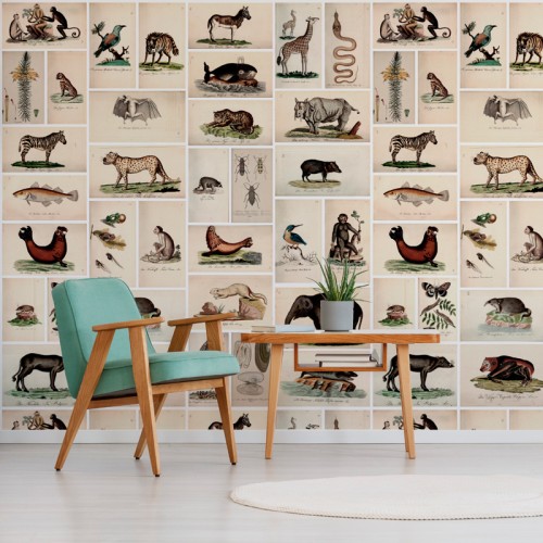 Animalia
