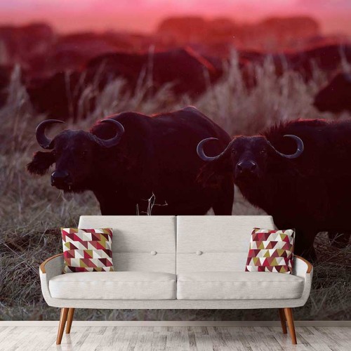 Cape Buffalo Sunset