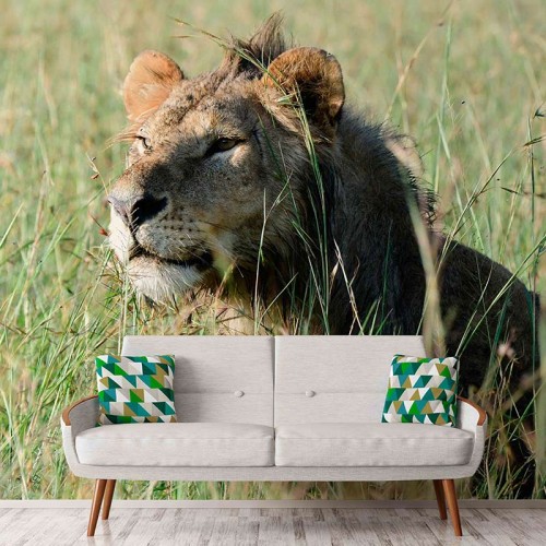 Cautious Lion